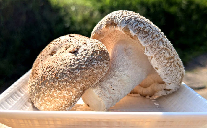 【10月から順次発送】肉厚生椎茸（菌床）約1kg / しいたけ シイタケ きのこ キノコ 椎茸 / 瀬戸市 / フラットフィールド [BBEE003]