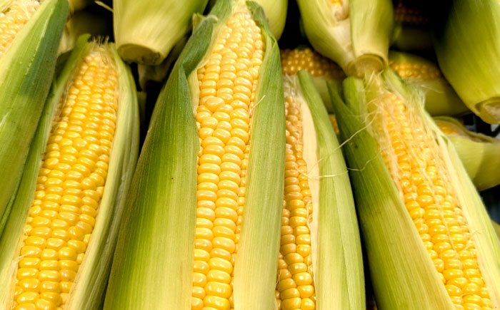 【7月上旬頃より発送】スーパースイートコーン 約3kg（6～7本） / とうもろこし トウモロコシ コーン 新鮮 野菜 / 瀬戸市 / 株式会社フラットフィールド [BBEE005]