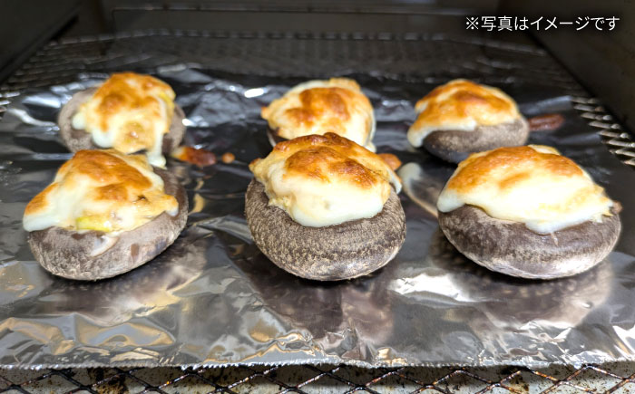 【10月から順次発送】肉厚生椎茸（菌床）約500g / しいたけ シイタケ きのこ キノコ 椎茸 / 瀬戸市 / 株式会社フラットフィールド [BBEE001]