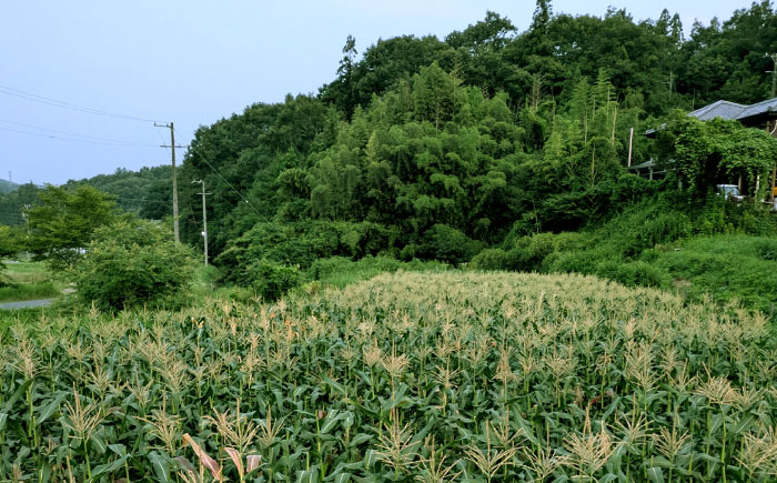 【7月上旬頃より発送】スーパースイートコーン 約3kg（6～7本） / とうもろこし トウモロコシ コーン 新鮮 野菜 / 瀬戸市 / 株式会社フラットフィールド [BBEE005]