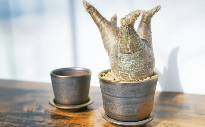 【瀬戸焼】 植木鉢 ブラックゴールド 大サイズ 1点 / 瀬戸市 / 【文山製陶所】 / 植木鉢 陶器 プランター 植物 鉢 [BBCG002]