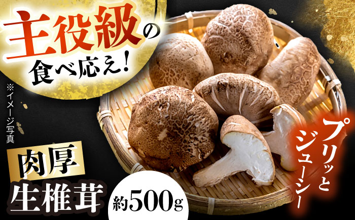 【10月から順次発送】肉厚生椎茸（菌床）約500g / しいたけ シイタケ きのこ キノコ 椎茸 / 瀬戸市 / 株式会社フラットフィールド [BBEE001]