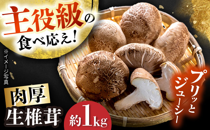 【10月から順次発送】肉厚生椎茸（菌床）約1kg / しいたけ シイタケ きのこ キノコ 椎茸 / 瀬戸市 / フラットフィールド [BBEE003]