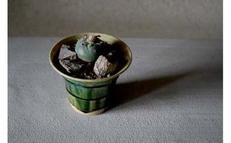 多治見市×春日井市コラボ 【美濃焼】 陶芸家「鈴木徹」植木鉢 S × 【日本有数のサボテン産地】 春日井市の名店 後藤サボテン