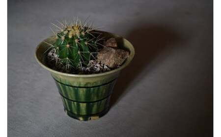 多治見市×春日井市コラボ 【美濃焼】 陶芸家「鈴木徹」 植木鉢 L × 【日本有数のサボテン産地】 春日井市の名店 後藤サボテン