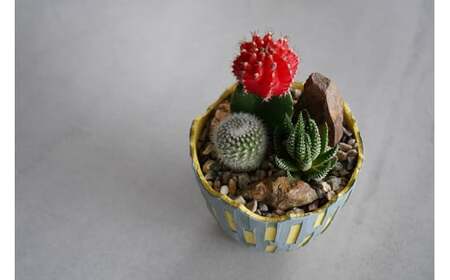 多治見市×春日井市コラボ 【美濃焼】 陶芸家「北川和喜」 重色目 深鉢S × 【日本有数のサボテン産地】 春日井市の名店 後藤サボテン