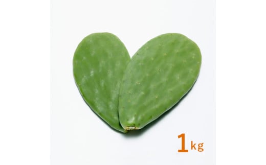 あなたのカメに、自然のごちそうを。食べるサボテン「かめはめ葉」（1㎏）