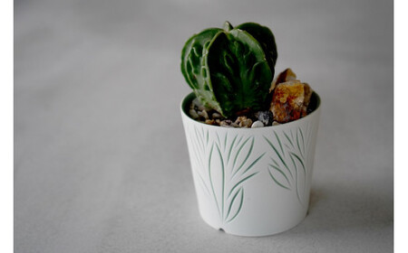 多治見市×春日井市コラボ 【美濃焼】 陶芸家「北川和喜」 重色目 植木鉢 × 【日本有数のサボテン産地】春日井市の名店 後藤サボテン