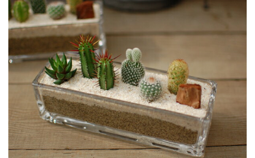 サボテン寄せ植え／ガラスレクト