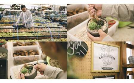 多治見市×春日井市コラボ 【美濃焼】 陶芸家「北川和喜」 重色目 円柱鉢L × 【日本有数のサボテン産地】 春日井市の名店 後藤サボテン