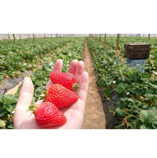 知る人ぞ知る「いちごの名産地」愛知県津島市 生産歴70年の実力とこだわり かとう農園「ゆめのか」いちご2パック【令和8年1月以降順次発送】