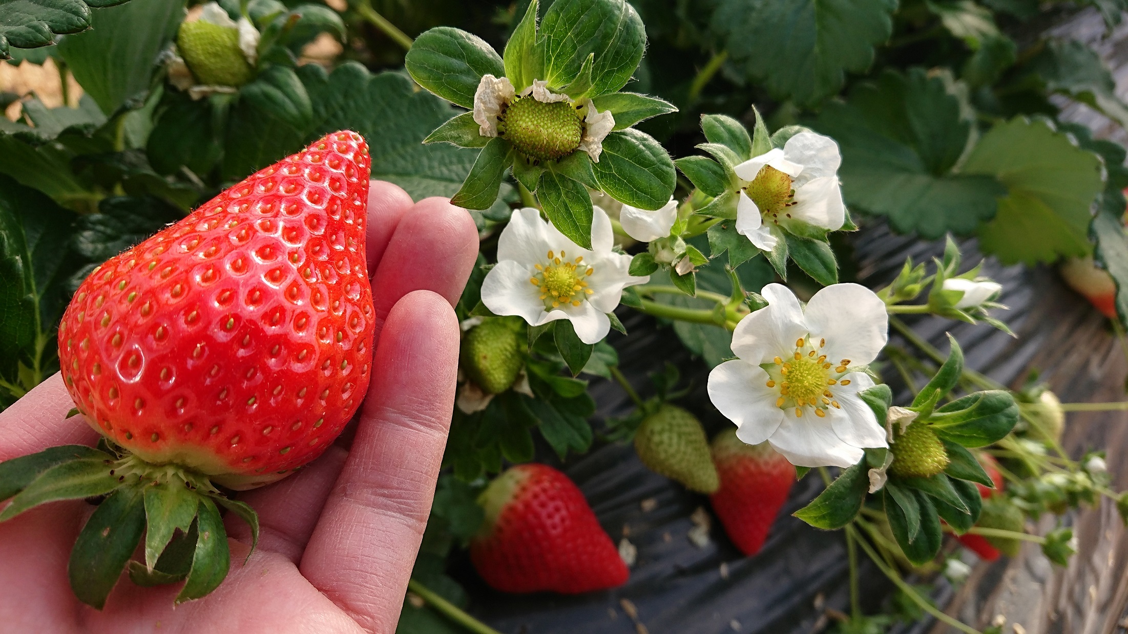 知る人ぞ知る「いちごの名産地」愛知県津島市 生産歴70年の実力とこだわり かとう農園「ゆめのか」いちご2パック【令和8年1月以降順次発送】