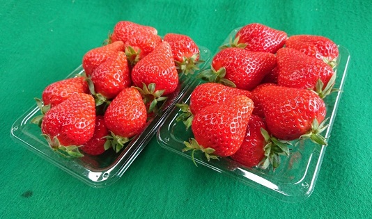 知る人ぞ知る「いちごの名産地」愛知県津島市 生産歴70年の実力とこだわり かとう農園「ゆめのか」いちご2パック【令和8年1月以降順次発送】