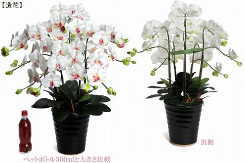 綺麗で丈夫な三河陶器で贈る光触媒胡蝶蘭大輪５本立（黒の陶器×白桜色の花）H100-079