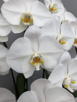 胡蝶蘭 白 3本立　３６輪以上　H042-012