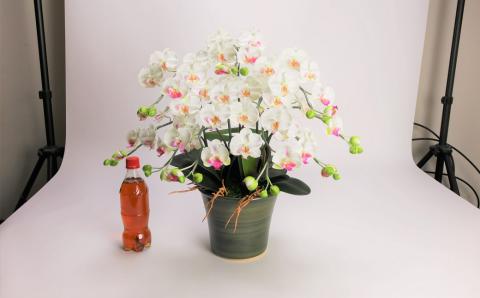 綺麗で丈夫な三河陶器で贈る光触媒胡蝶蘭小輪５本立（グリーンの陶器×白色の花）　H100-090