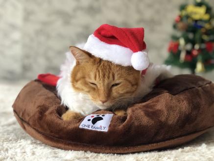 【たっぷり!!リアルダウン使用】円形タイプ ペット用 羽毛クッションセット ペットベッド 犬や猫が大好き!! H162-032