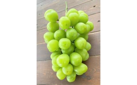 【2026年発送】特大房！ みなさんの応援から大きく実った特大シャインマスカット 800g以上（1房）【数量限定】 フルーツ H004-152