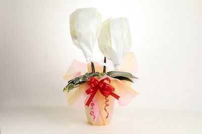 胡蝶蘭　黄色　２本立１６輪以上　アイビー入り　H042-011