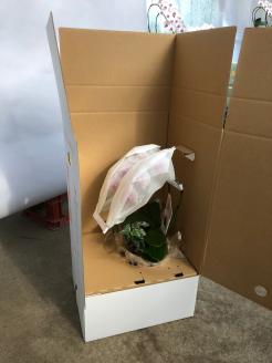 胡蝶蘭　白赤　２本立て１６輪以上　アイビー入り　H042-010