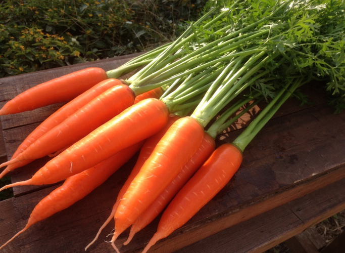 メディア出演多数！！ 【期間限定】 （ お試し ） 鈴盛農園の甘～いにんじん 『スウィートキャロットリリィ』 2kg 人参 甘い ご家庭用 ジュース サラダ スムージー ジューシー 安心 試用 自慢 H022-016