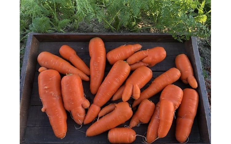 メディア出演多数！！ 【期間限定】（訳あり）鈴盛農園の甘～いにんじん 『スウィートキャロットリリィ』 10kg 人参 甘い ご家庭用 ジュース サラダ スムージー ジューシー 安心 H022-020