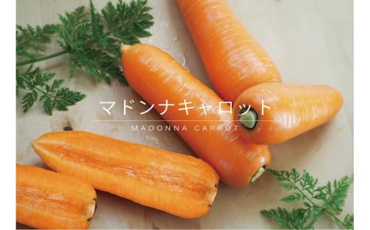＜フジテレビ『どっちのふるさと？』で紹介されました！＞【期間・数量限定】（お試し）訳あり！こどもも食べられる甘み！「マドンナキャロット」 1kg にんじん 人参 ニンジン 野菜 やさい 国産 碧南市 健康 食品ロス削減 甘い 先行予約 旬 特産 高評価 高リピート 人気 H105-175