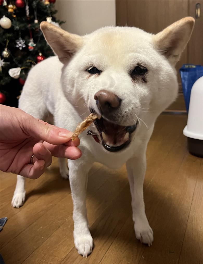 愛犬のおやつ 牛たん皮 40ｇ×6個入り 無添加 無着色 安心 国内生産 愛犬 おやつ ワンちゃん わんこ 喜ぶ ジャーキー SDGｓ H160-011