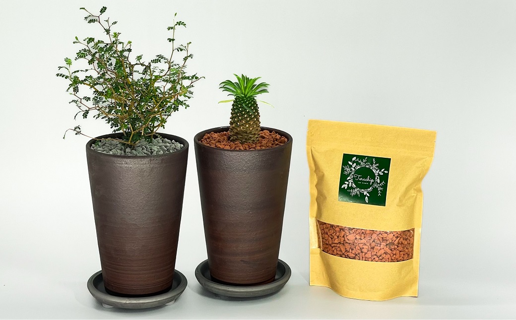 三河焼植木鉢ハーモニーブラウン【テラチップ赤焼】プランター お手軽植物栽培セット 園芸 粘土 鉢 植物 土 シルバー 赤 茶 H188-004