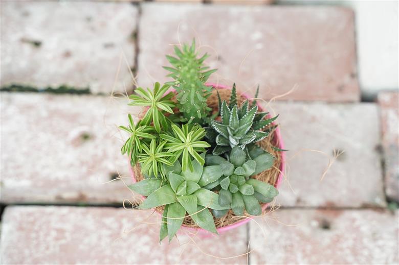 多肉植物５種【令和元年 農林水産大臣賞受賞】ブリキバケツ型室内用の鉢植えインテリア プレゼント ギフト 癒し H195-003