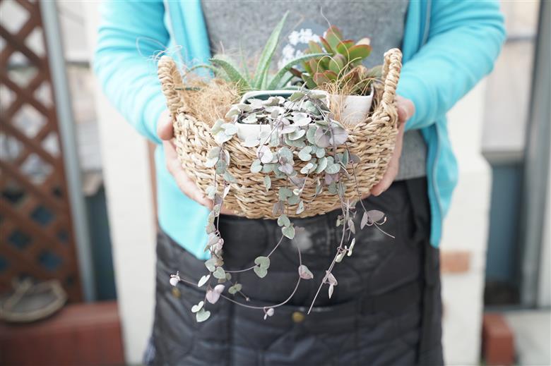 幸福セット【令和元年 農林水産大臣賞受賞】多肉植物3種室内用 インテリア プレゼント ギフト 癒し H195-004