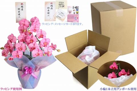 綺麗で丈夫な三河陶器で贈る光触媒胡蝶蘭小輪１本立（モカの陶器×ピンクの花）H100-082