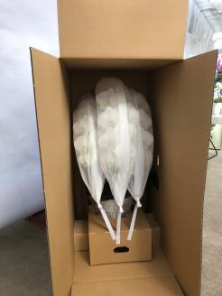 胡蝶蘭 白 3本立　３６輪以上　H042-012