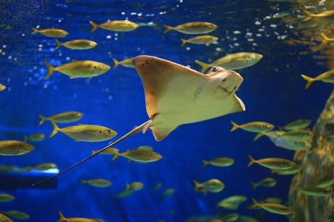 【遊園地や水族館をたっぷり満喫４名分】碧南市公共施設利用券セット　H028-010