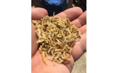 国産100%菜種油使用　サクサク新食感「ジャコぽりっ」　 H063-019