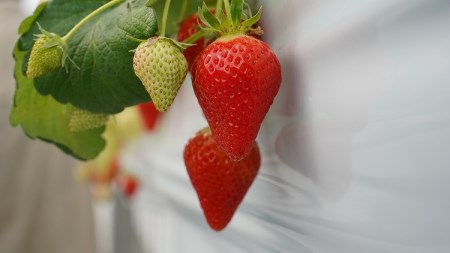 （予約受付中）【いちご定期便】（1月2月3月お届け）まるで赤いサファイア!!丹精込めた完熟いちご!! 約450g×3回　H130-013