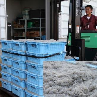 しらす屋のしらす干し　500ｇ×6ヶ月　定期便　H006-085