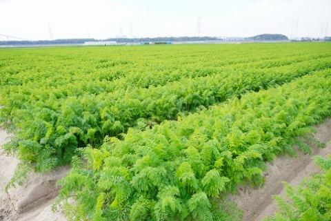 人参100%無添加・無着色!!美味しい人参ジュース!! 720ml×2本　H132-026