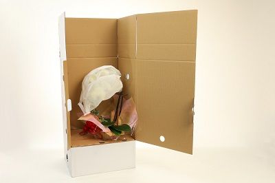 胡蝶蘭　黄色　２本立１６輪以上　アイビー入り　H042-011