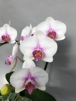 胡蝶蘭　白赤　２本立て１６輪以上　アイビー入り　H042-010