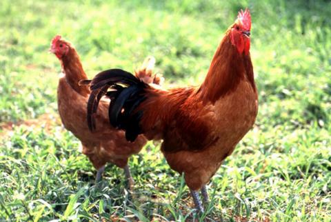 【12月21日受付分まで年内発送】白だし仕立て　名古屋コーチン親子丼 5食セット　H001-077