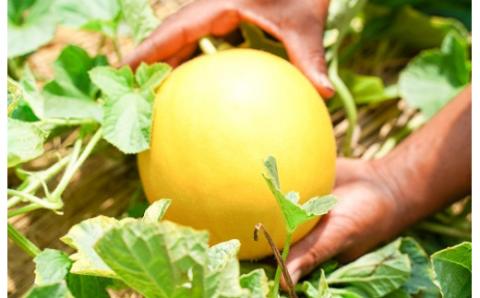 【2026年発送】完熟！イエローキングメロン 5kg以上(5玉～6玉)　H141-017