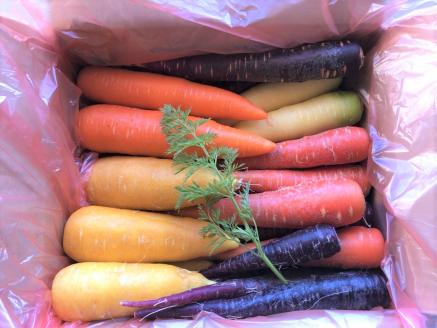 【期間限定】 冬の寒さでぎゅっと濃い！虹色のカラフルにんじん 鈴盛農園 農家直送 甘い スーパーフード 健康 自慢 ジュース サラダ ギフト 贈り物 βカロテン ポリフェノール リコピン ジューシー H022-012