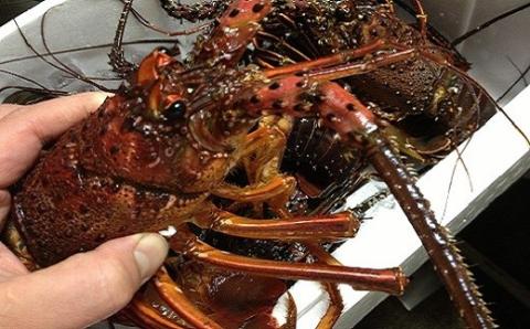 【数量限定】創業100年の日本料理店が作る 1段重 おせち(3人前) 冷蔵 2026年 創業大正九年 日本料理 小伴天 料亭 伊勢海老 アワビ うなぎ 数の子 栗きんとん からすみ いくら 贈り物 おせち料理 お正月 正月料理 人気 高リピート H007-088