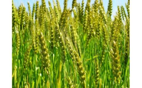 【ご当地袋麺】名古屋の味！キリマル台湾ラーメン 4食詰×8袋セット（計32食） インスタントラーメン 旨辛味 台湾ラーメン H008-241