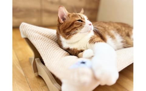 【オーガニックコットンカバー付き】リアルダウン入りプレミアムハンモック 1年中使いやすい ペットベッド 羽毛クッション カバー ２枚入り H162-036