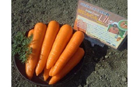 【期間限定】鈴盛農園の甘～いにんじん　『スウィートキャロットリリィ』 人参 甘い ジュース サラダ スムージー ジューシー H022-013
