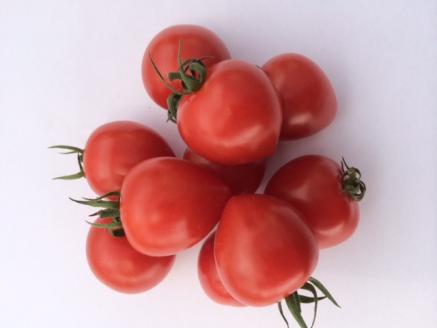 【2026年度予約分】【お試し】幻のミニトマト🍅トマトベリー約800g 長田農園 野菜ソムリエサミット 金賞 受賞 産地直送 トマト とまと 野菜 やさい フルーツ サラダ 濃厚 甘い ご褒美 プレゼント 美容 健康 リピート多数 人気 高評価 先行受付 数量限定 碧南市 H004-114