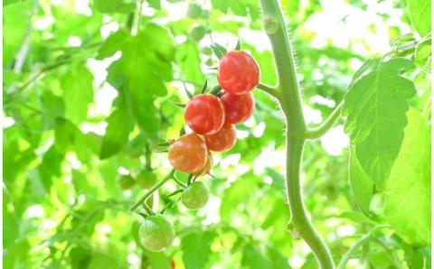 予約受付 個数限定 新食感 トマト さくらんぼトマト ミニトマト ぷちぷよ 約1kg 定期便 6回 野菜ソムリエサミット 金賞 受賞 産地直送 野菜 フルーツ サラダ 濃厚 ツヤツヤ ぷにぷに やわらかい 希少 塩農法 リコピン 長田農園 愛知県 碧南市 送料無料 H004-136