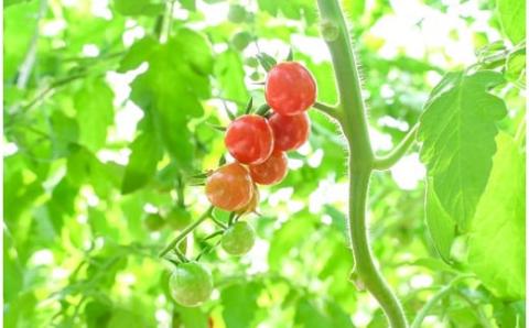 【2026年発送】衝撃の一粒!!奇跡のさくらんぼミニトマト(プチぷよ) 約1kg 野菜ソムリエサミット 金賞 受賞 長田農園 産地直送 トマト とまと 野菜 やさい フルーツ サラダ 濃厚 甘い ご褒美 プレゼント 美容 健康 リピート多数 人気 高評価 数量限定 碧南市 H004-118_Apr